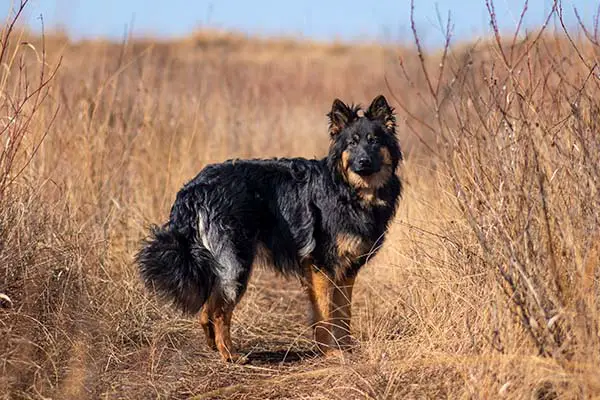 Bohemian Shepherd Dog Breed Characteristics & Best Care Guide 2023
